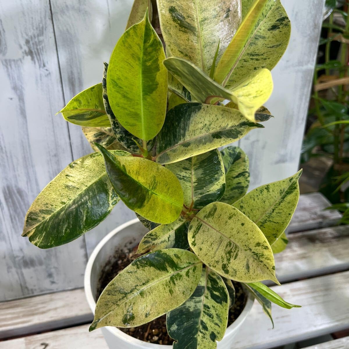 Amazon.co.jp: フィカスジン② 6号 鉢底から約70cm 8月1日撮影